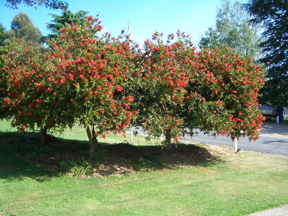 Rainbow Pines Tourist Caravan Park Adaminaby Exterior foto